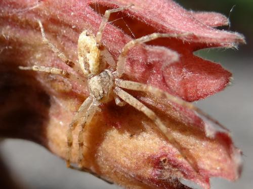 Philodromus sp.